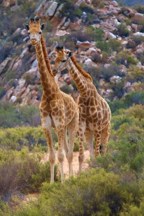 South Africa, Aquila Game Reserve, Giraffe