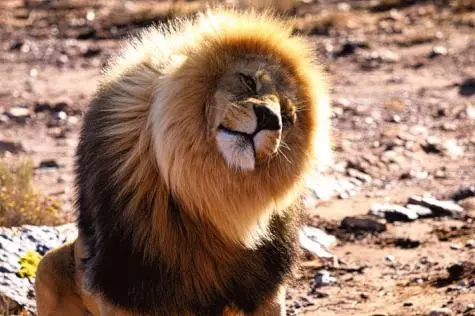 South Africa, Aquila Game Reserve, Lion