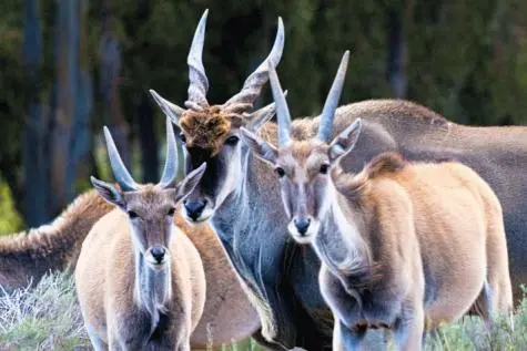 South Africa, Aquila Game Reserve, Eland