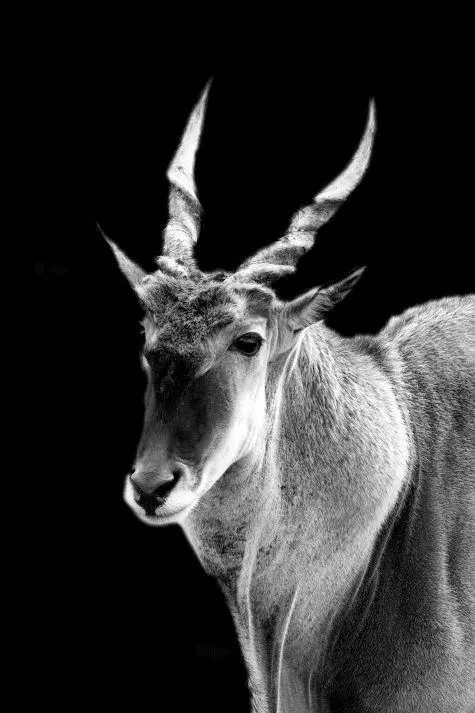 South Africa, Aquila Game Reserve, Eland
