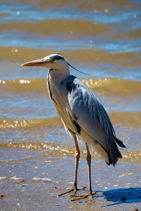 South Africa, Velddrif, Heron, Berg River