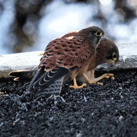 South Africa, Langebaan, Hawk, Geelbek Bird Lookout