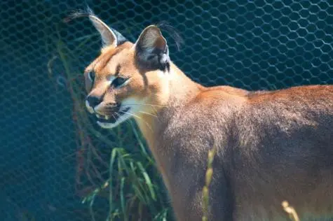 South Africa, Cape Town, Lynx, Cheetah Outreach
