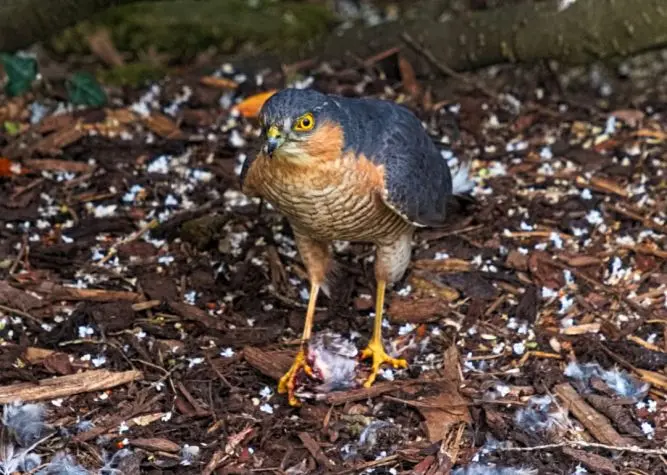 Yorkshire, Darton, Sparrowhawk