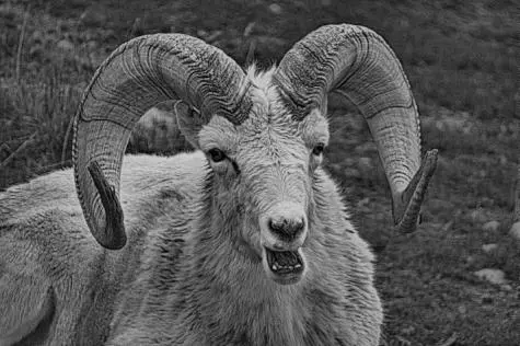 USA, Montana, Long horn sheep, Yellowstone