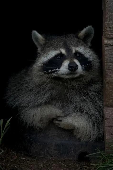 USA, Racoon