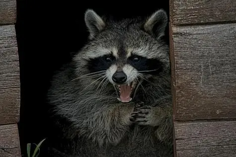 USA, Racoon