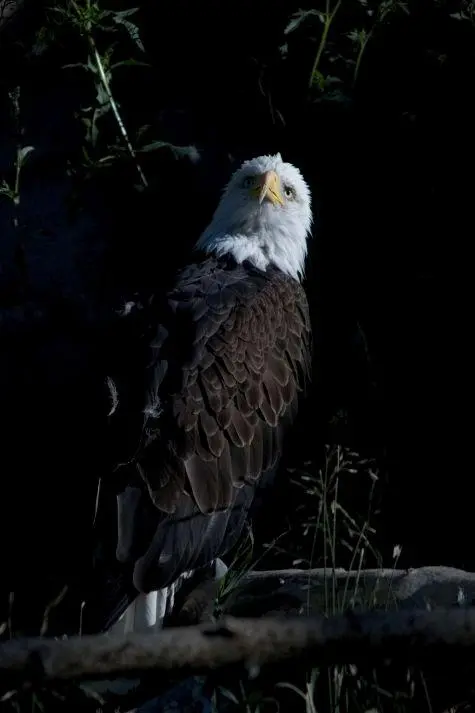 USA, American bald eagle