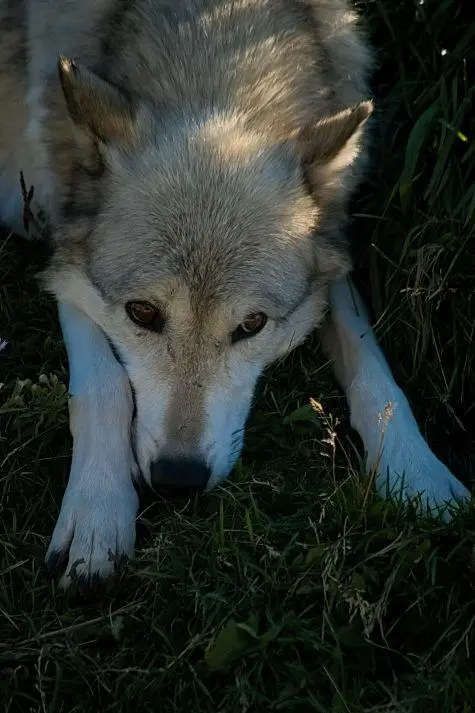 USA, Montana, Grey wolf, Yellowstone