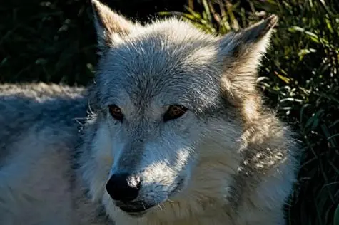 USA, Montana, Wolf, Yellowstone