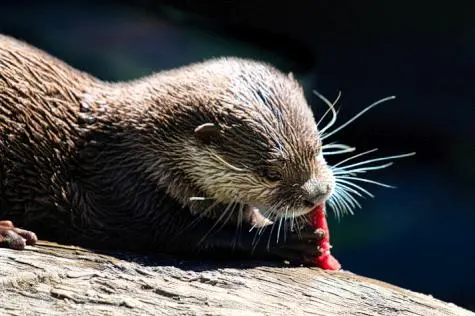 Austria, Vienna, Otter, Schonbrunn