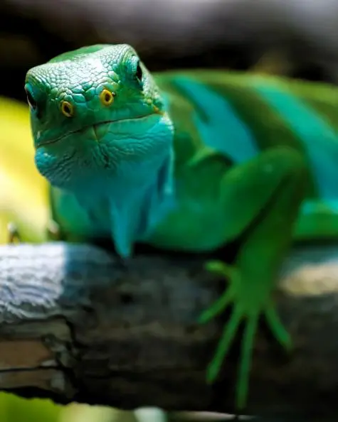 Austria, Vienna, Lizard, Schonbrunn