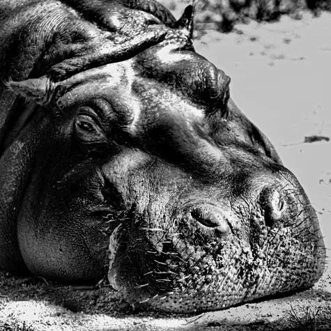 Austria, Vienna, Hippo, Schonbrunn