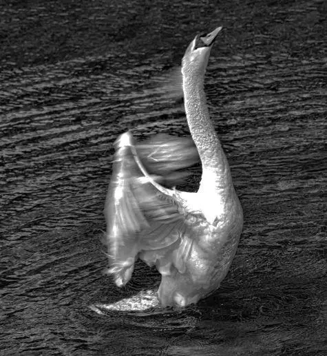 Wales, Pembroke, Swan, Bosherston Lily Ponds