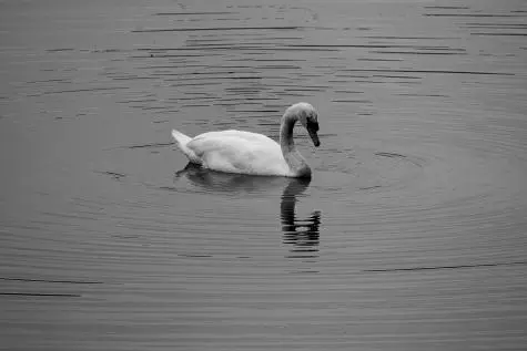Wales, Pembroke, Swan, Bosherston Lily Ponds