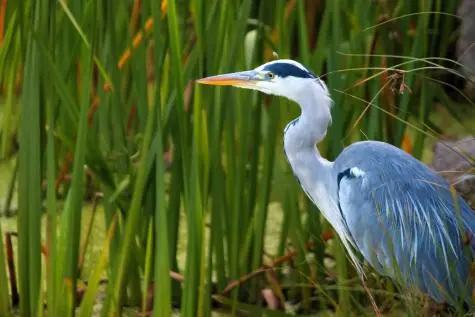 Wales, Pembroke, Heron, Bosherston Lily Ponds