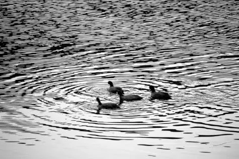 Wales, Pembroke, Moorhens, Bosherston Lily Ponds