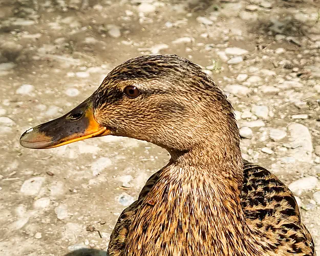 Wales, Colwyn Bay, Duck, Bodnant Gardens